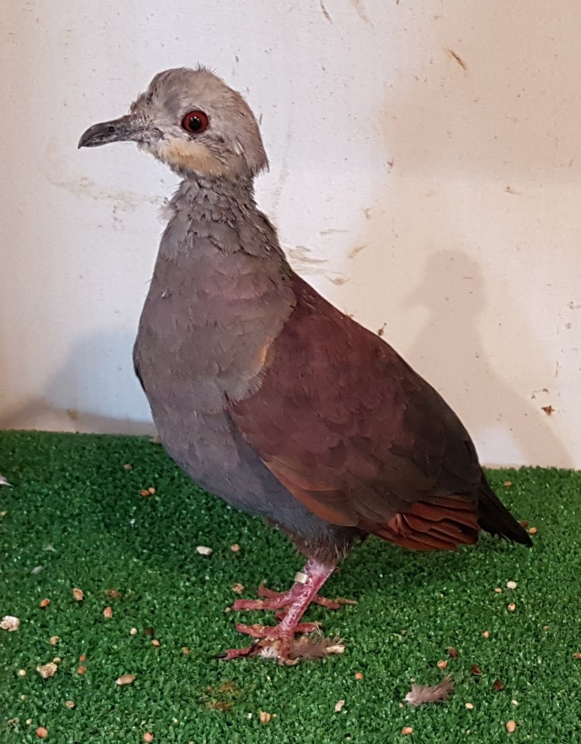 Crested quail-dove