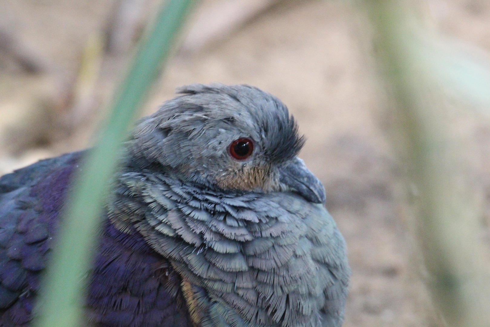 Crested Quail Dove