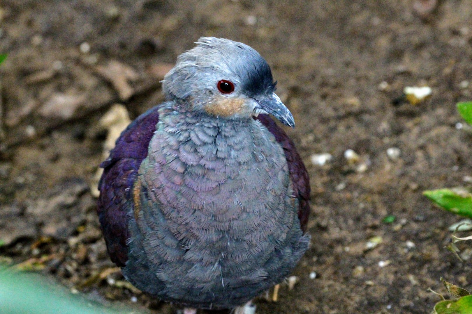 Crested Quail Dove