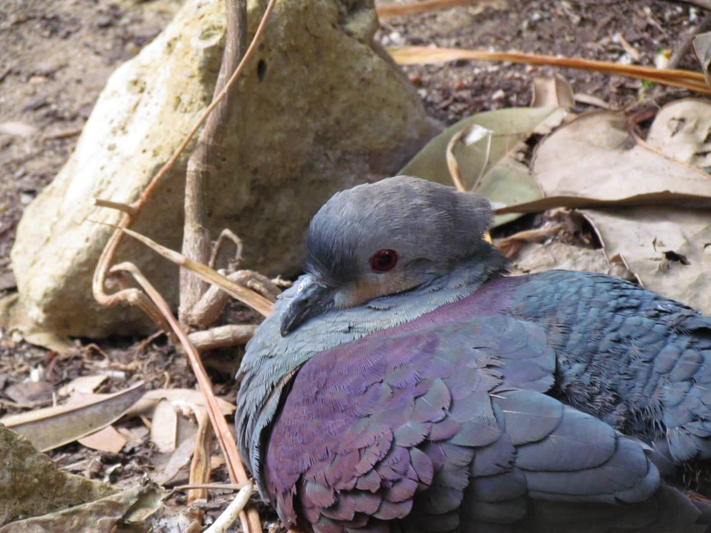 Crested Quail Dove