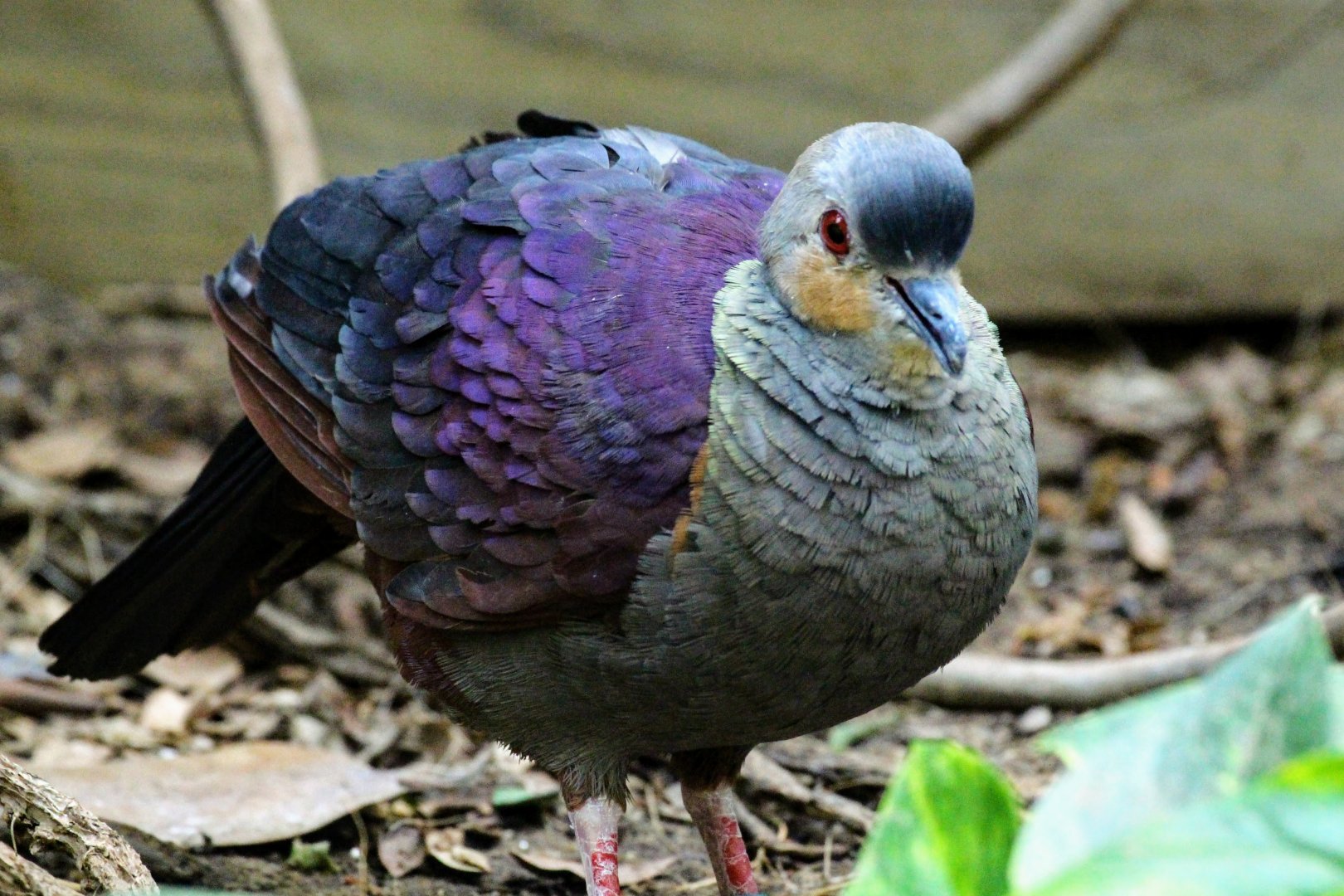 Crested Quail-Dove