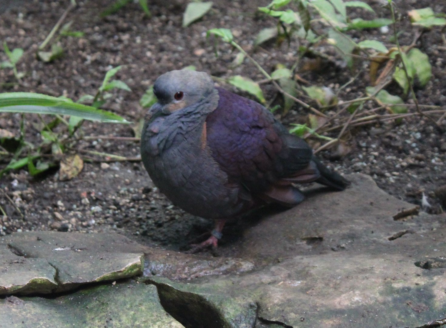 Crested quail-dove