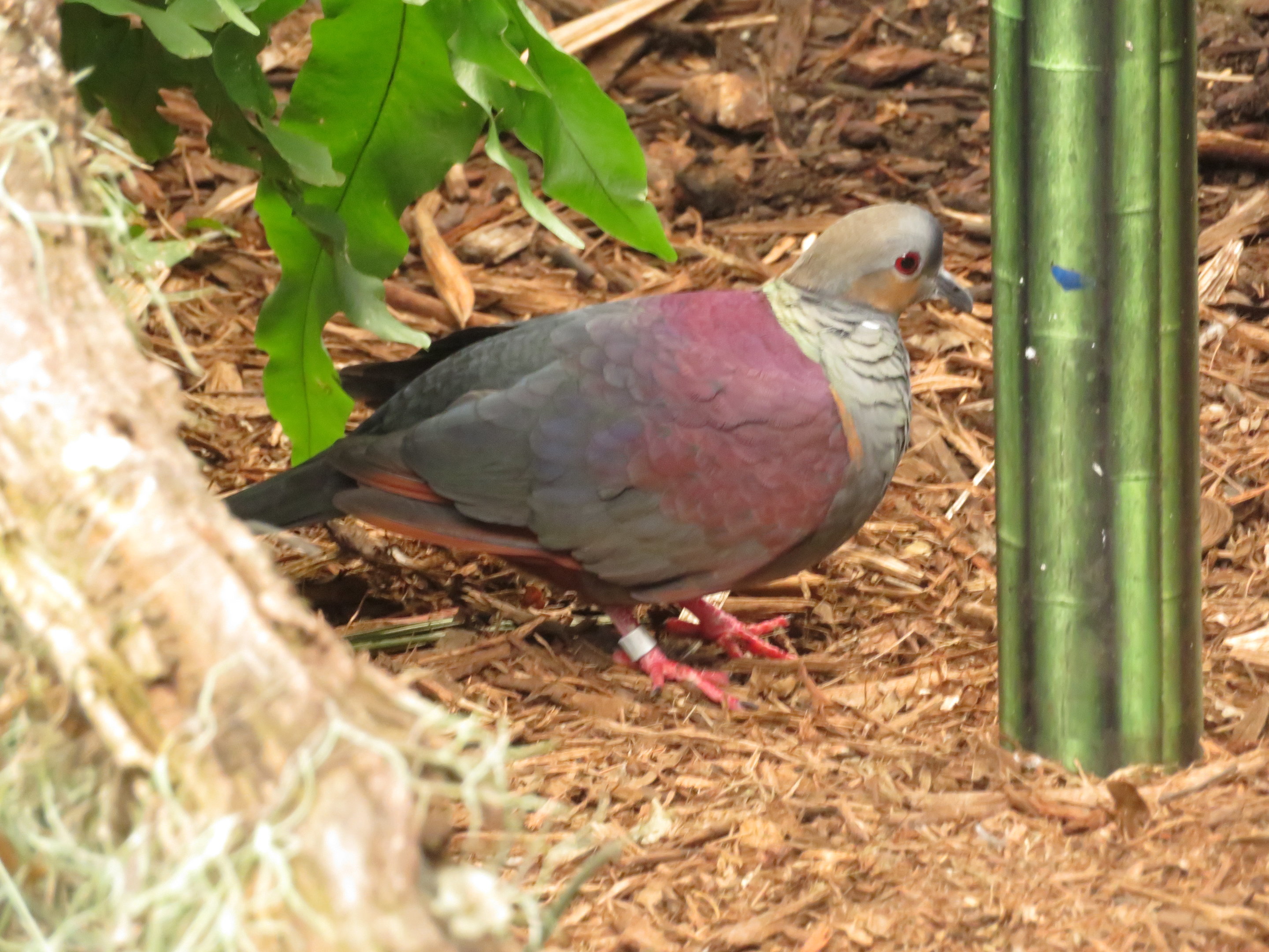 Crested Quail-Dove