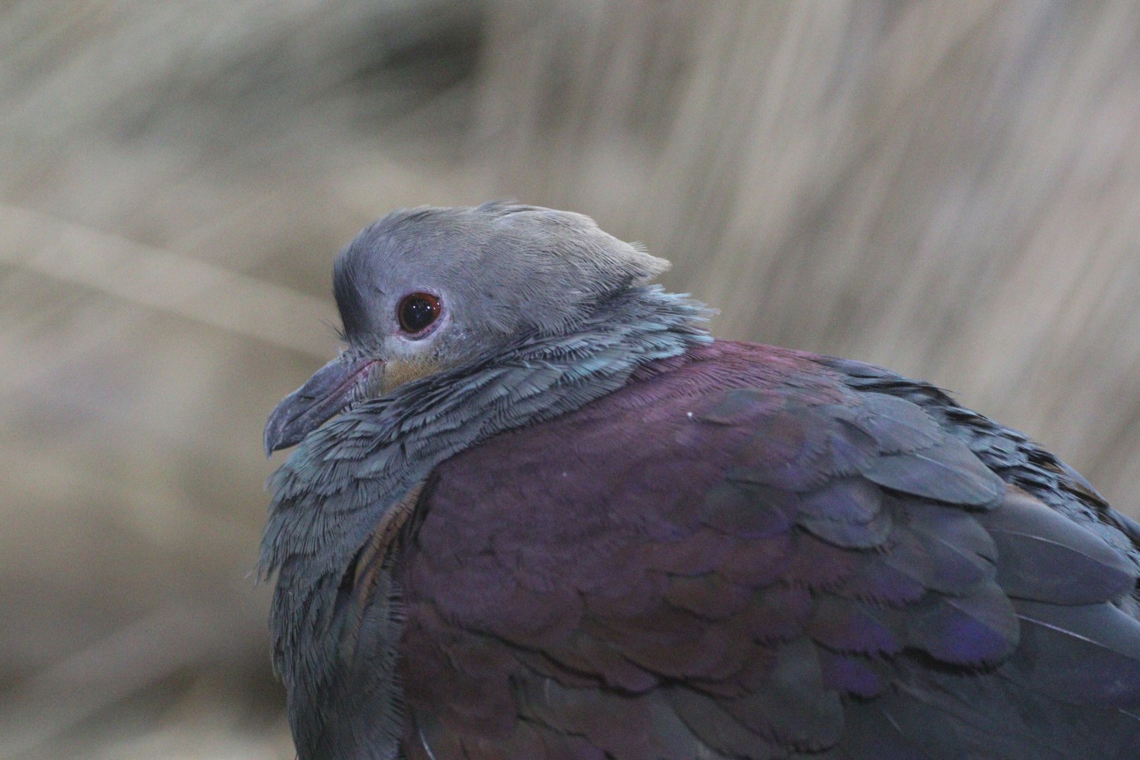 Crested quail-dove