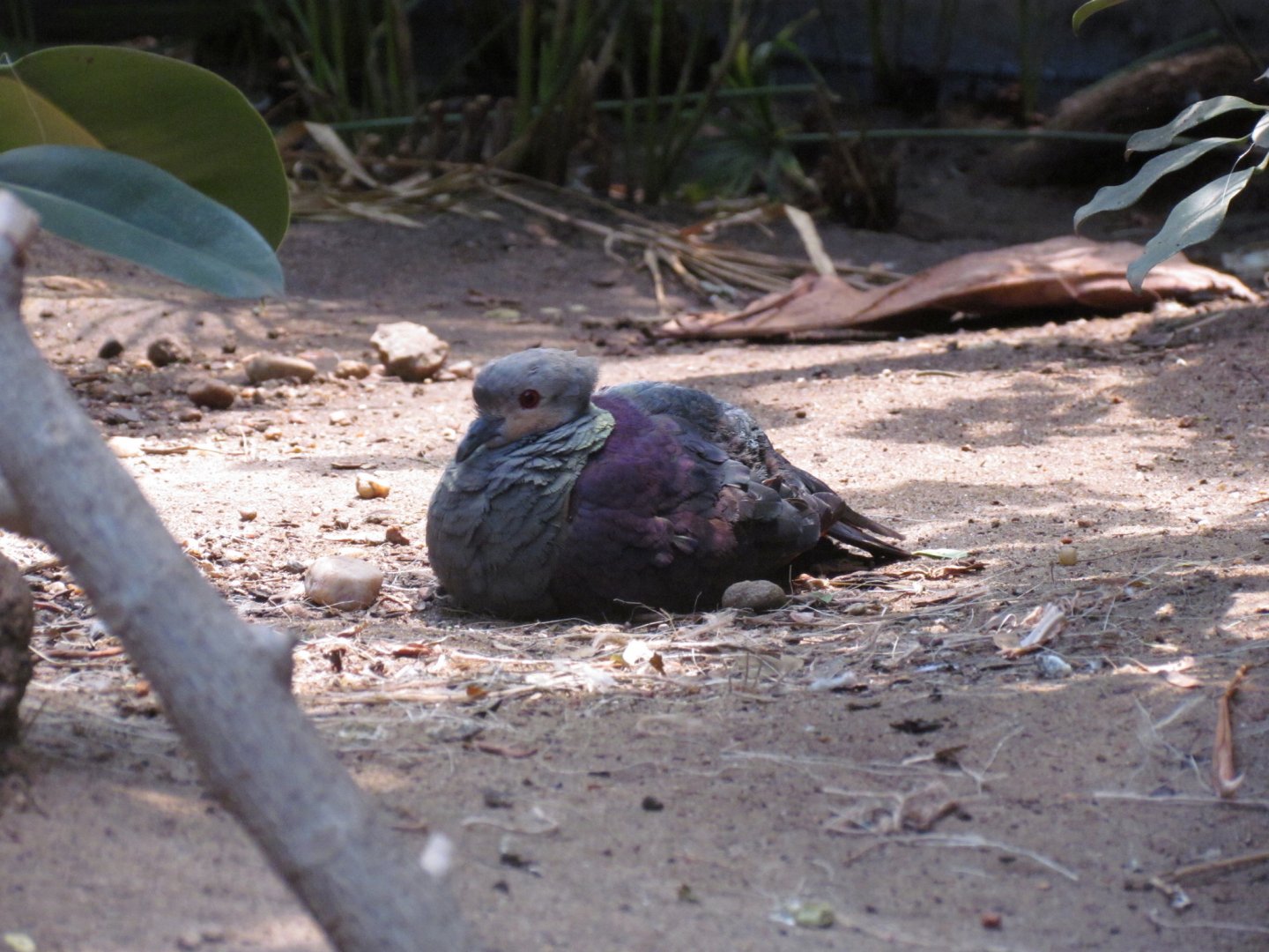 Crested Quail-dove