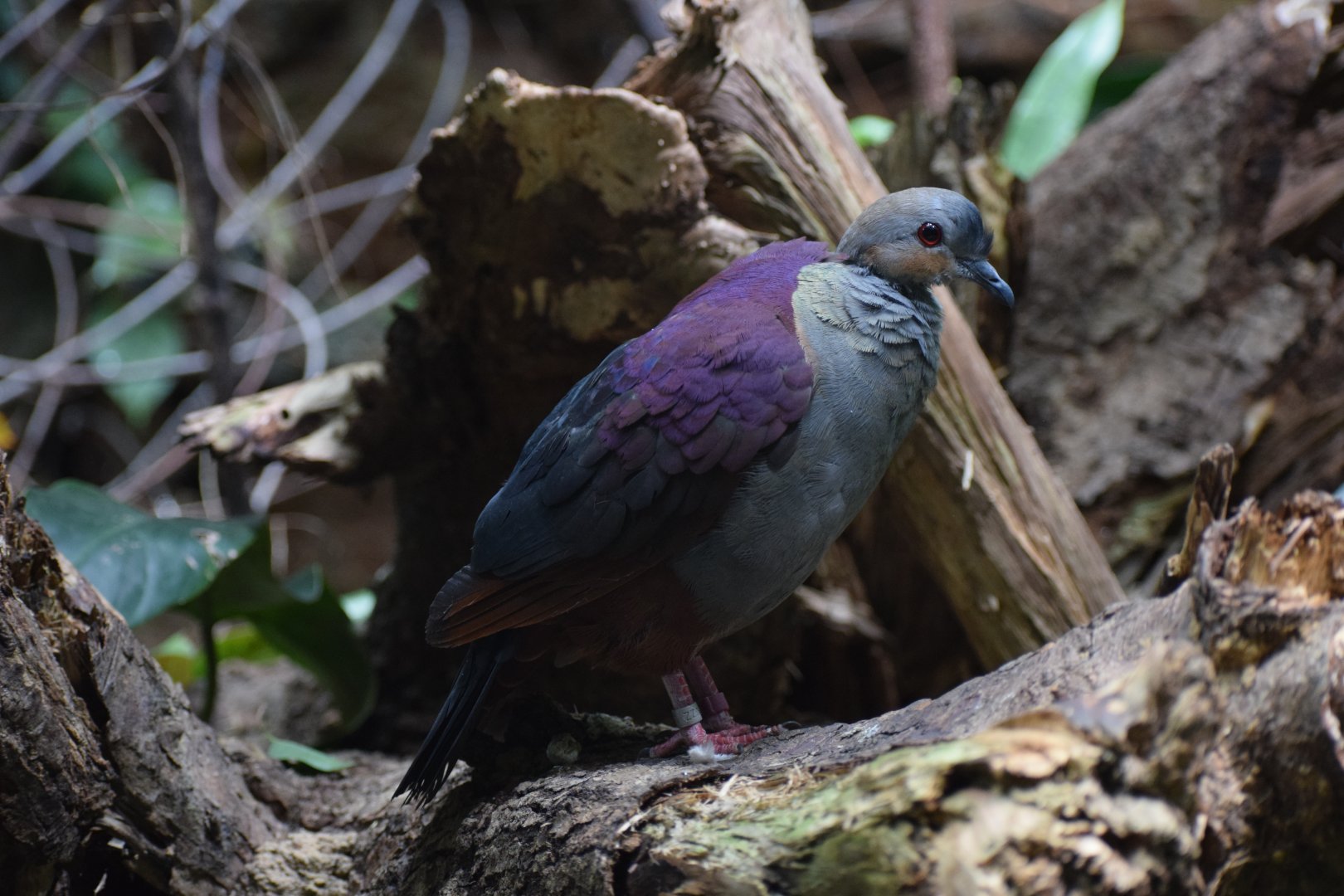 Crested quail-dove