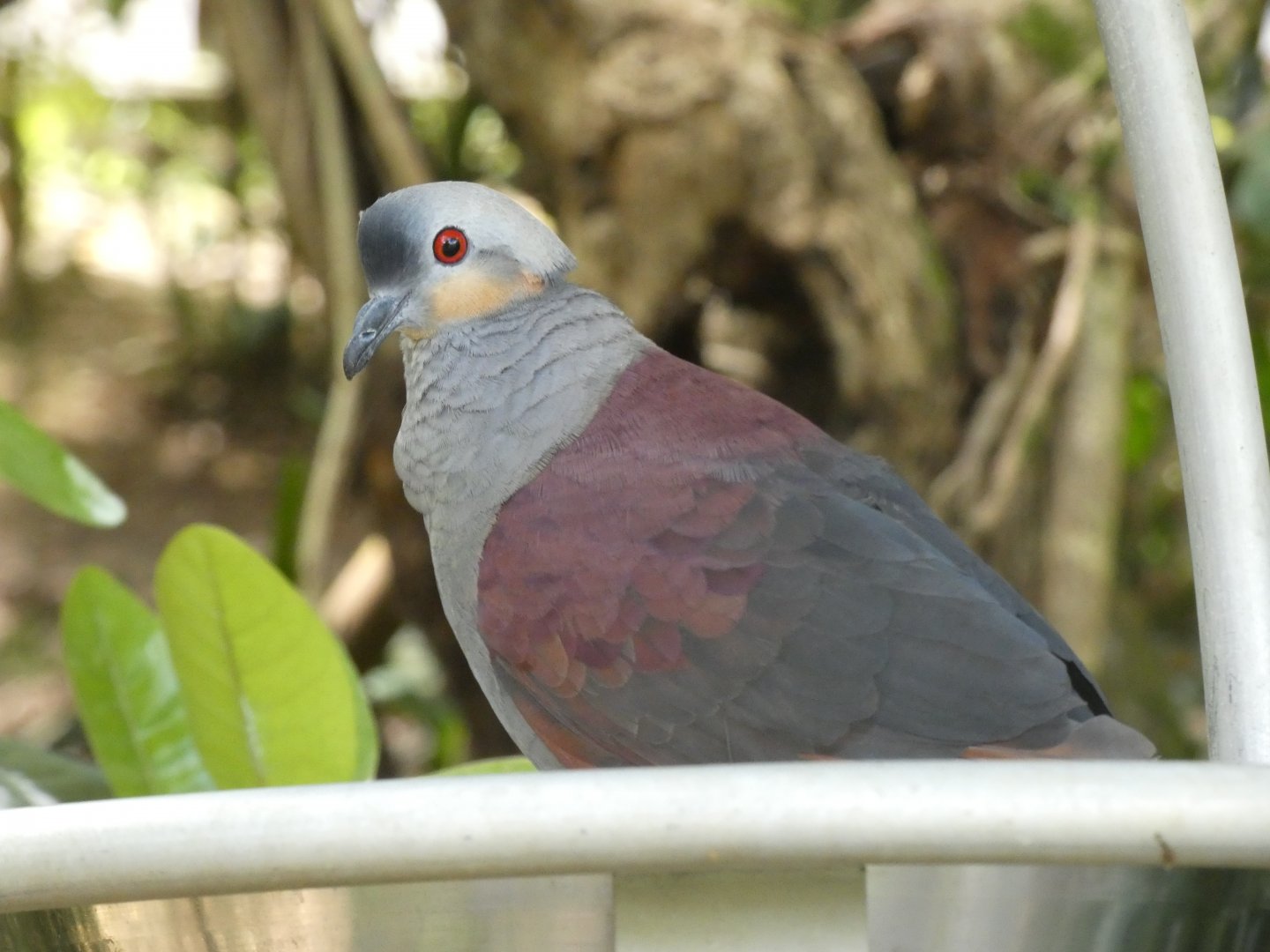 Crested Quail-Dove