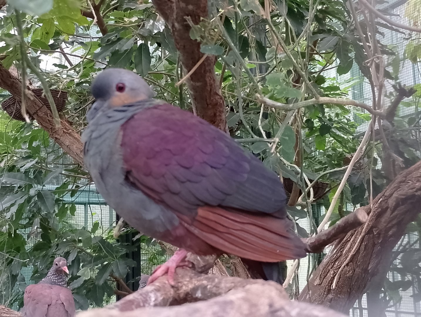 Crested quail-dove