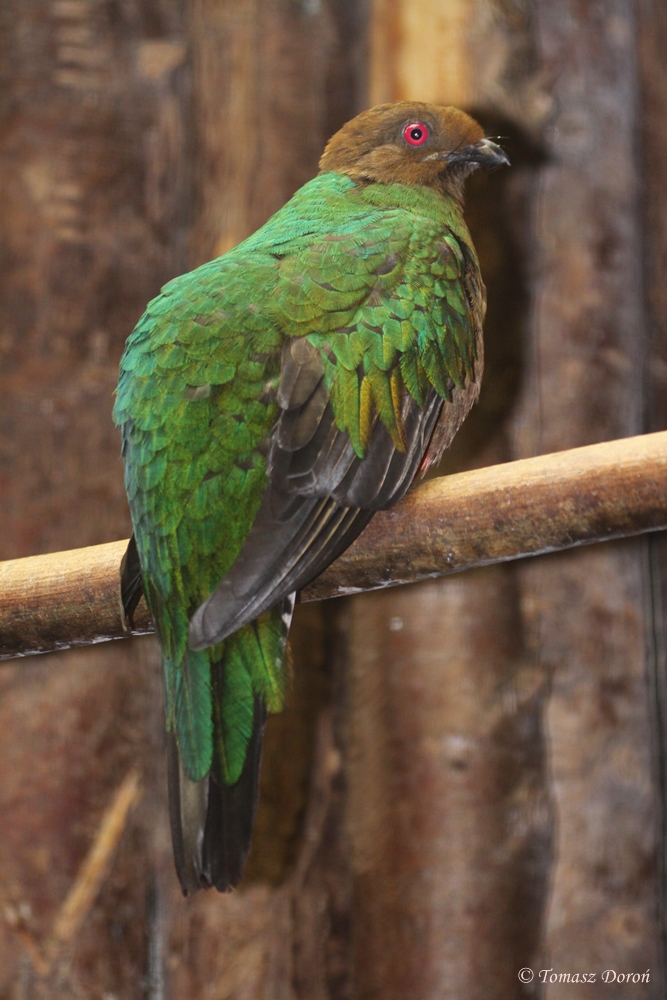 Crested Quetzal (Pharomachrus antisianus) May 2010