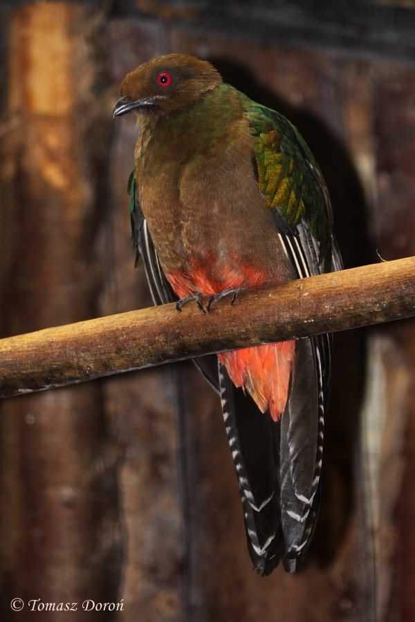 Crested Quetzal (Pharomachrus antisianus)