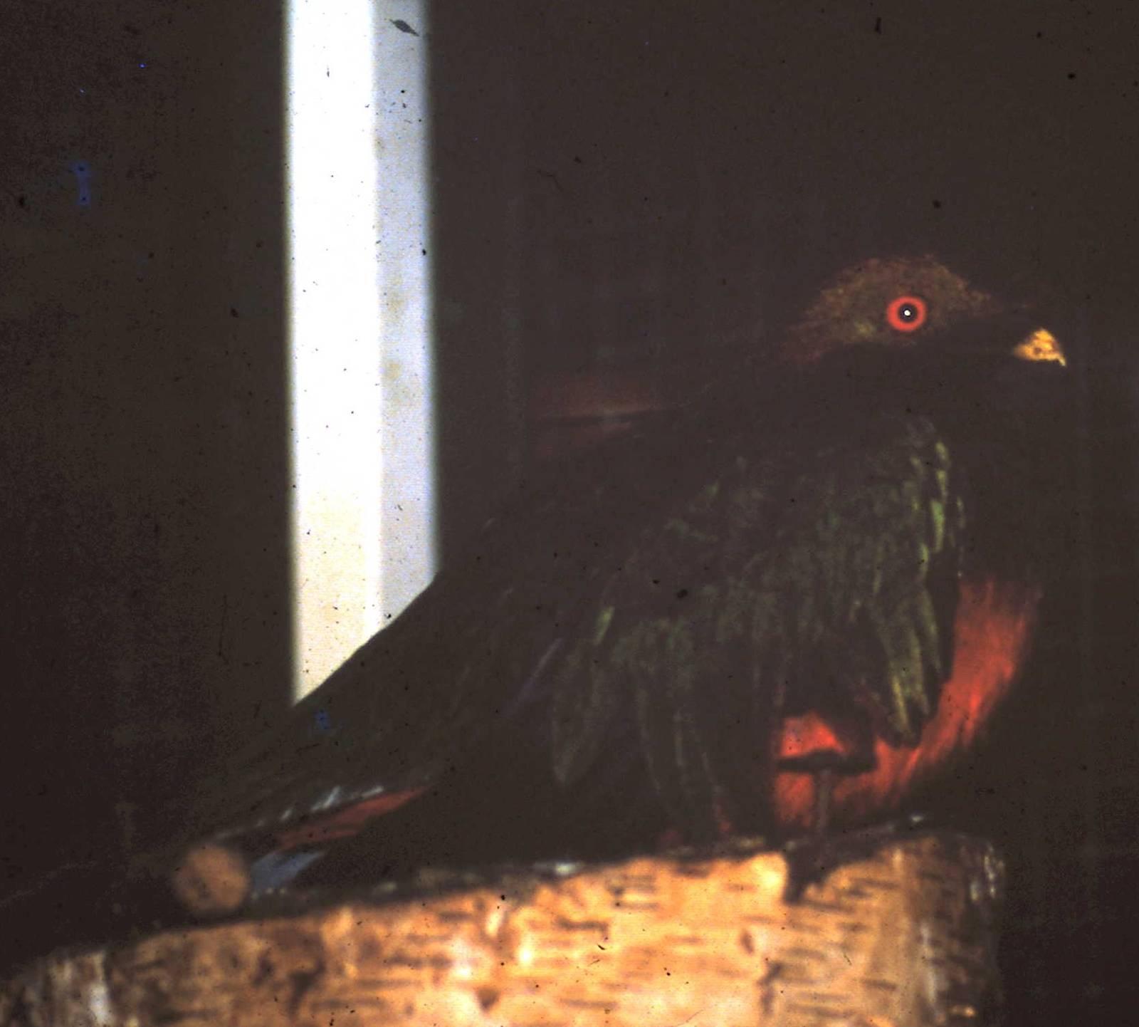 Crested quetzal
