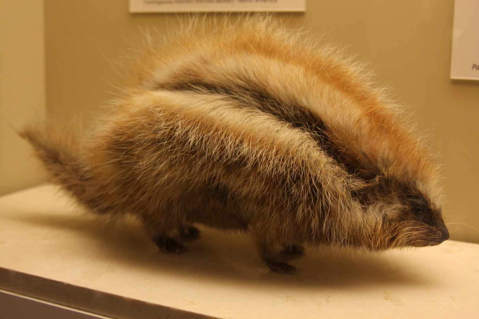 crested rat (Lophiomys imhausi)