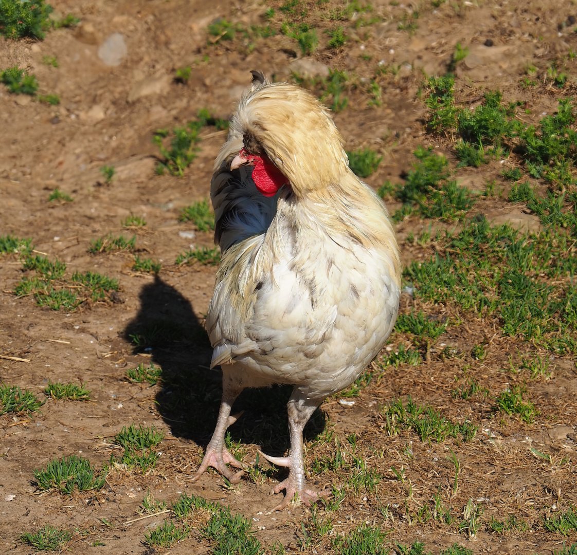 Crested rooster (Gallus domesticus), 2023-06-24