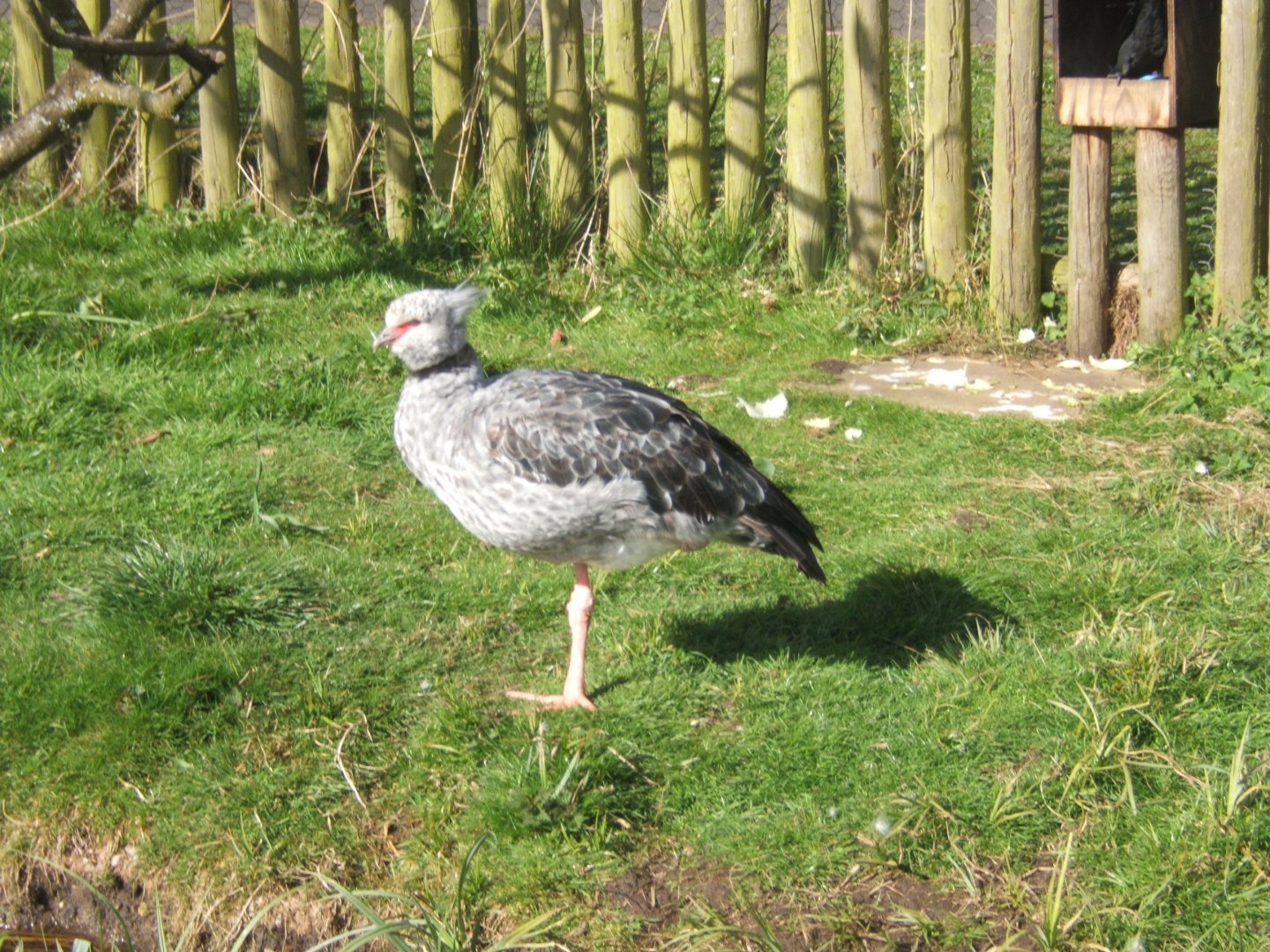Crested Screamer 26/03/2019
