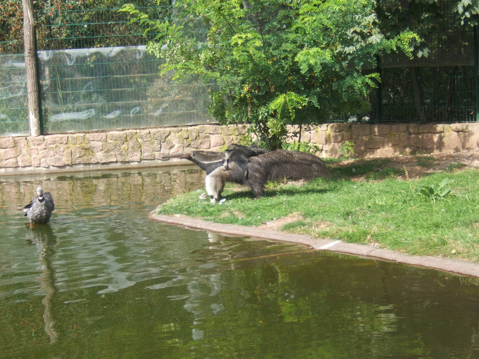 Crested Screamer and Giant Anteater exhibit