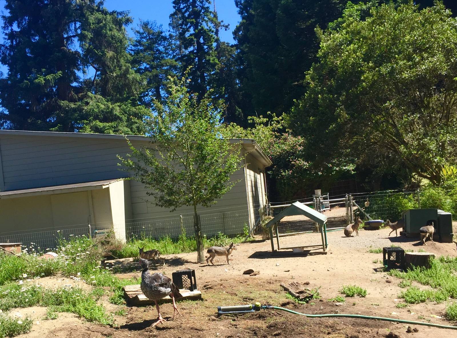 Crested Screamer and Pantagonian Mara Exhibit