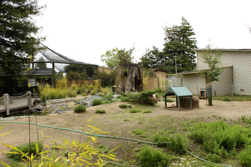 Crested Screamer and Patagonian Cavy Exhibit