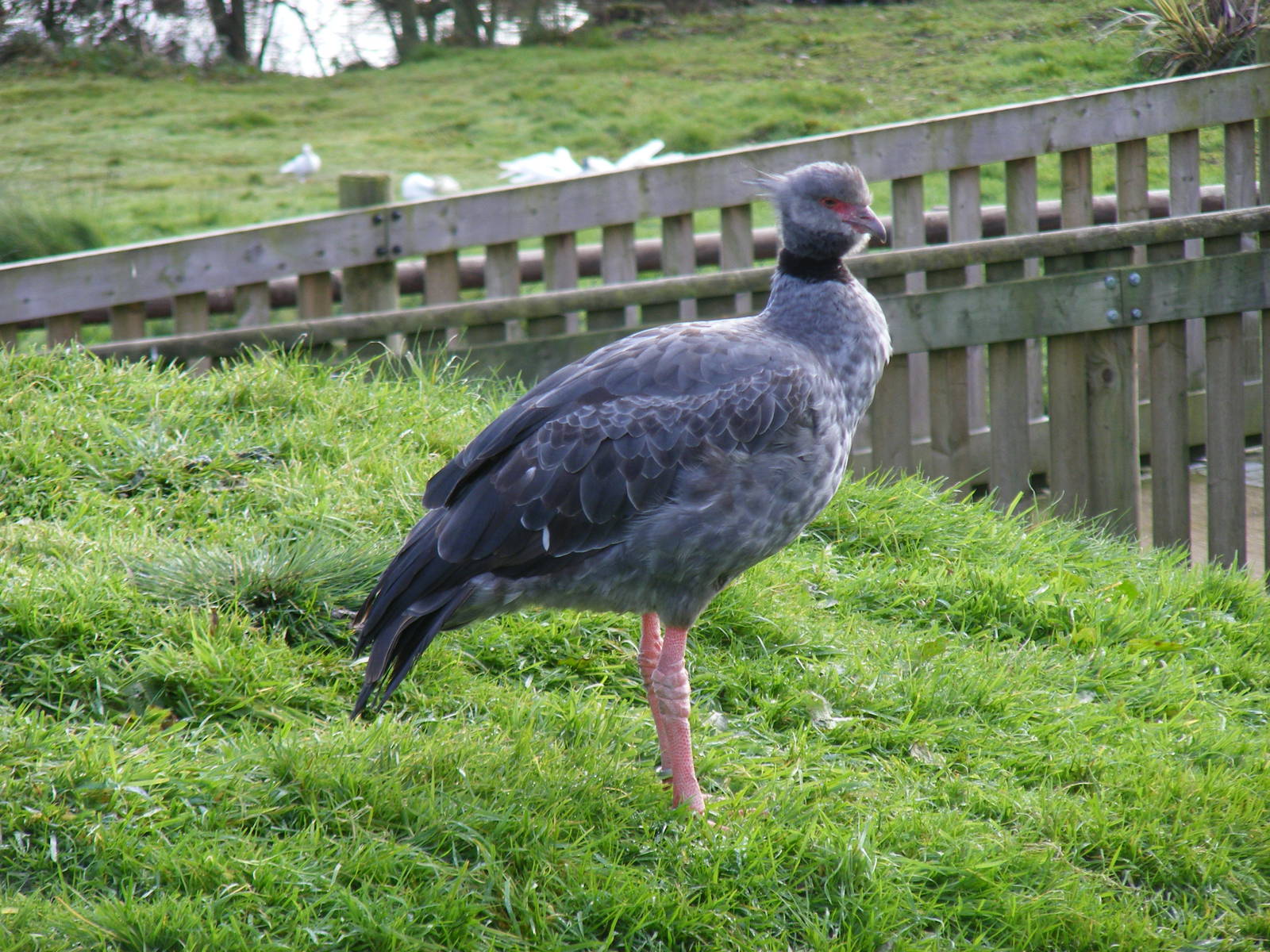 Crested screamer at Blackbrook Zoo, 13 November 2010