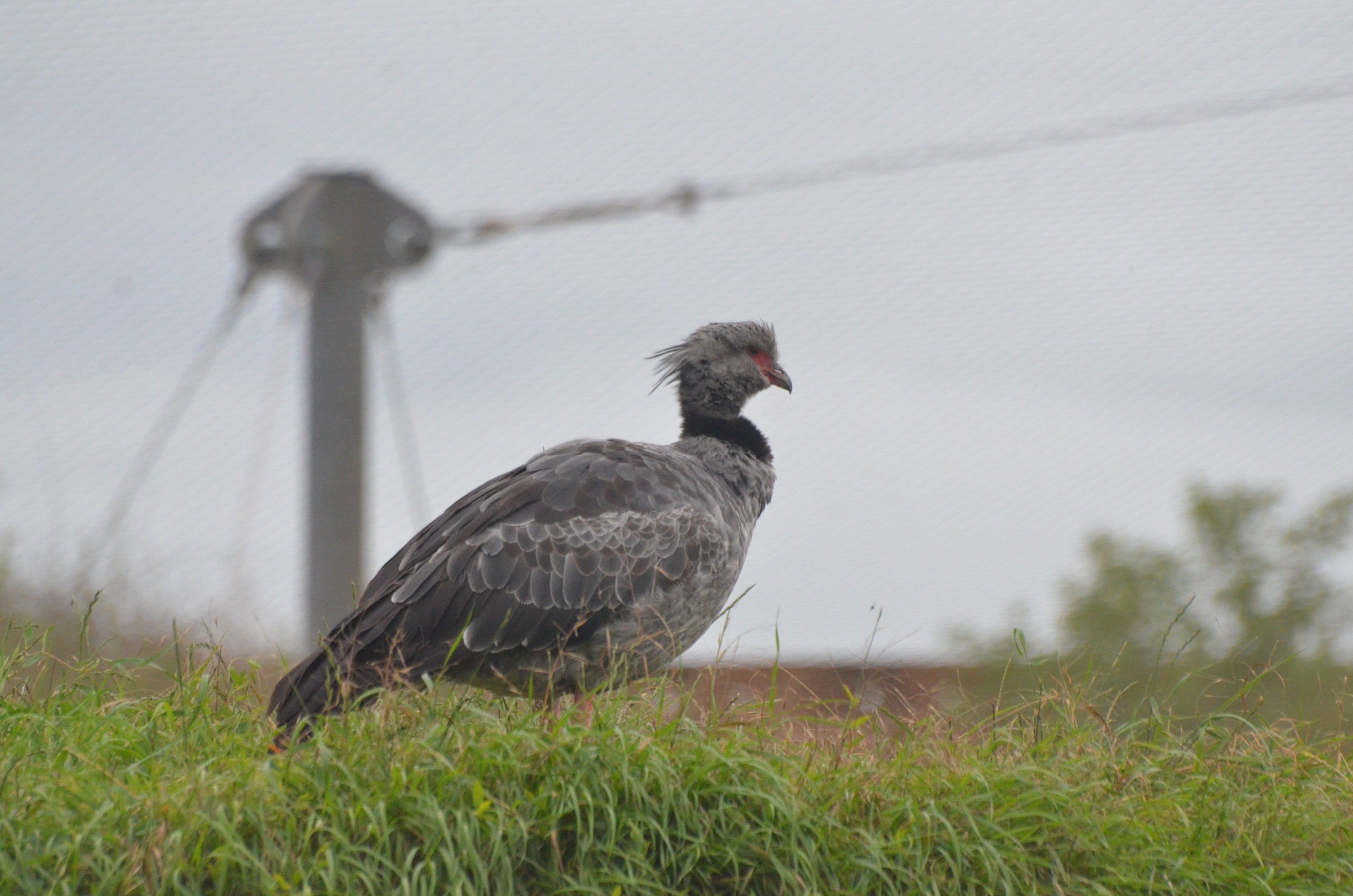 Crested Screamer at Doué-la-Fontaine, 15/06/18