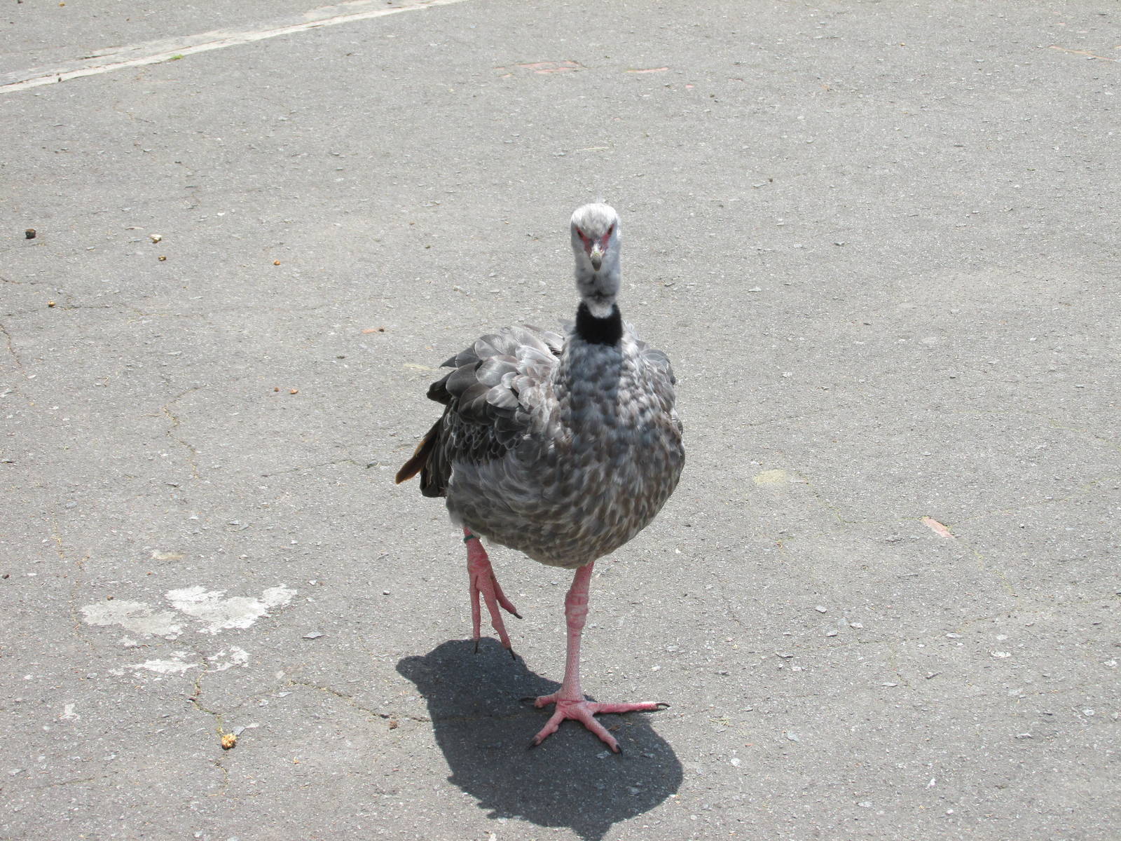 crested screamer BA zoo