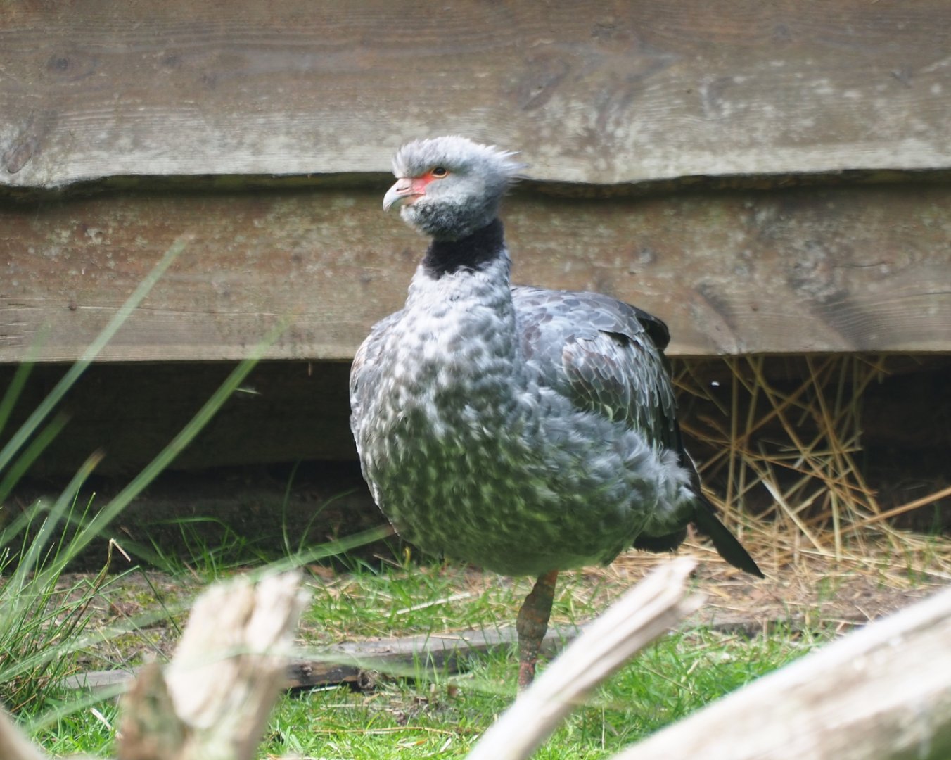 Crested screamer (Chauna torquata), 2019-05-25