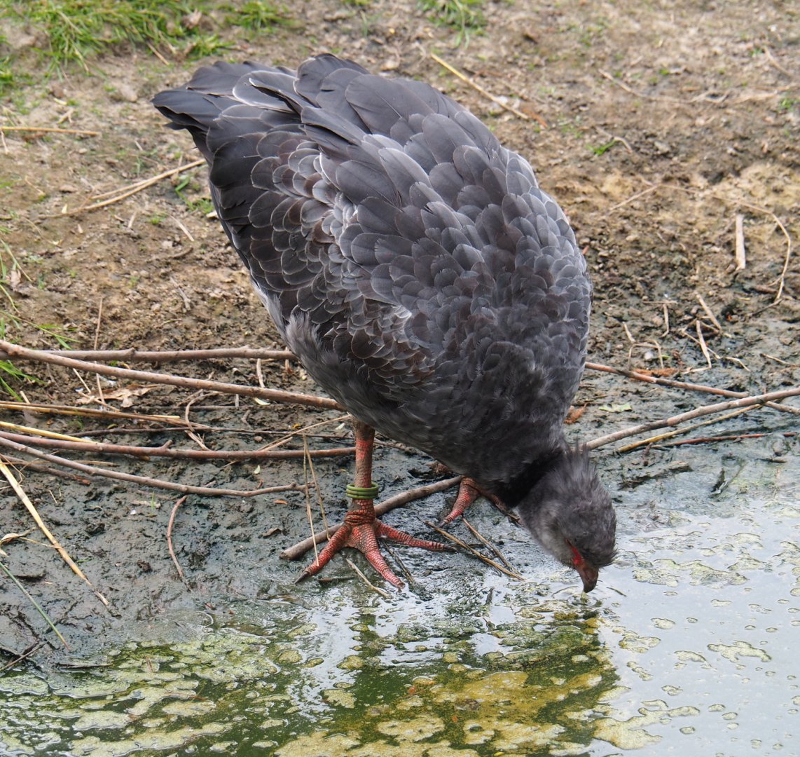 Crested screamer (Chauna torquata), 2019-05-25