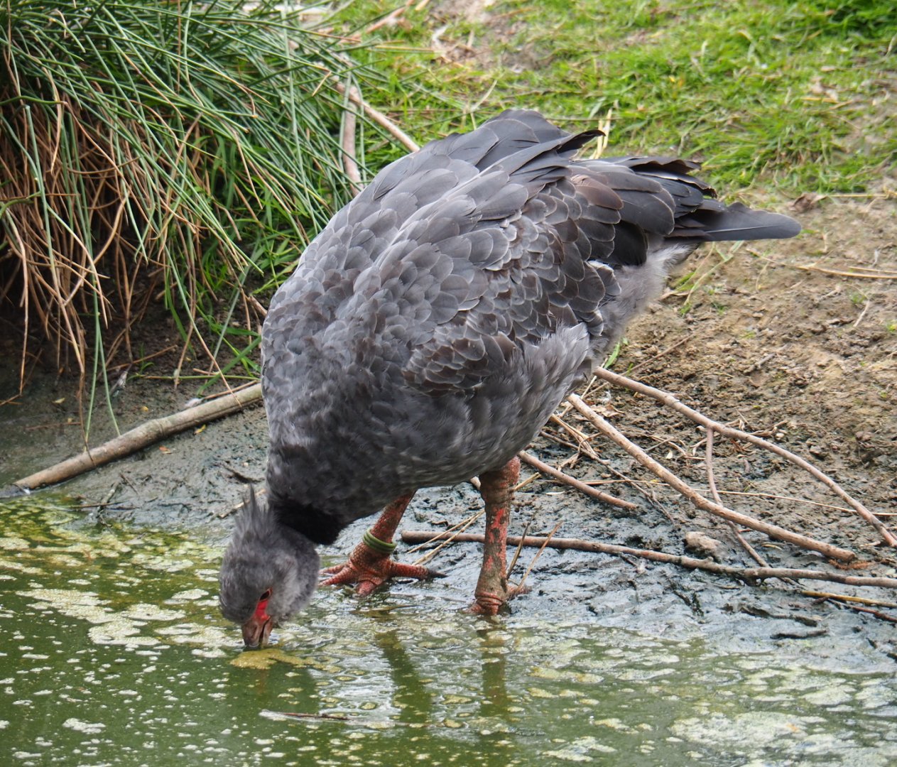 Crested screamer (Chauna torquata), 2019-05-25