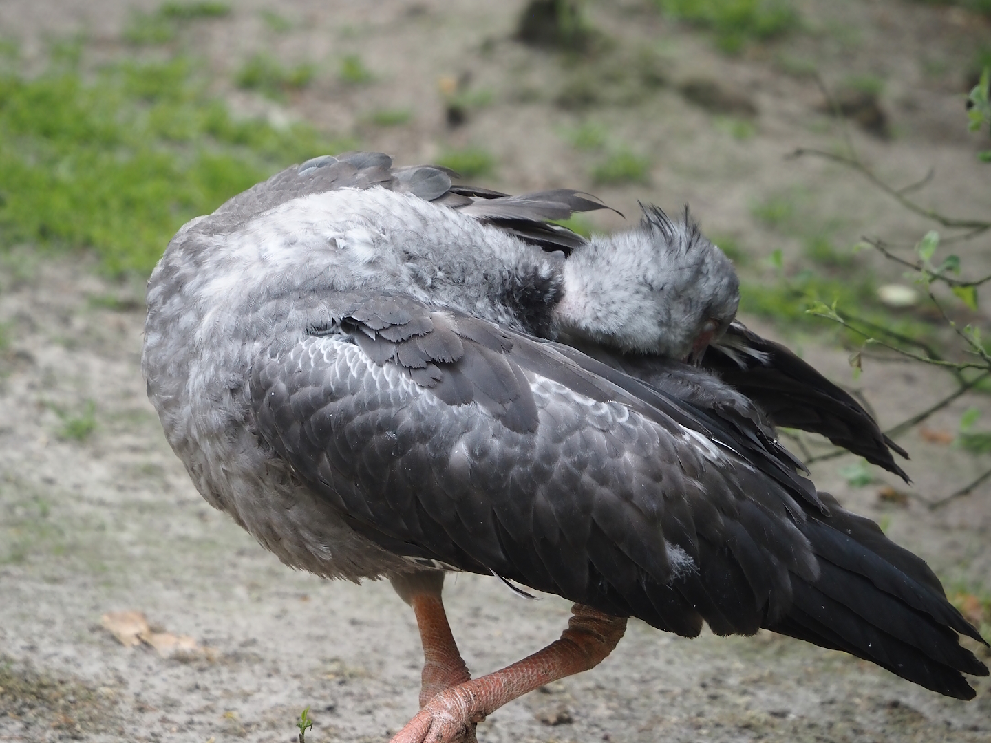Crested screamer (Chauna torquata), 2024-05-21