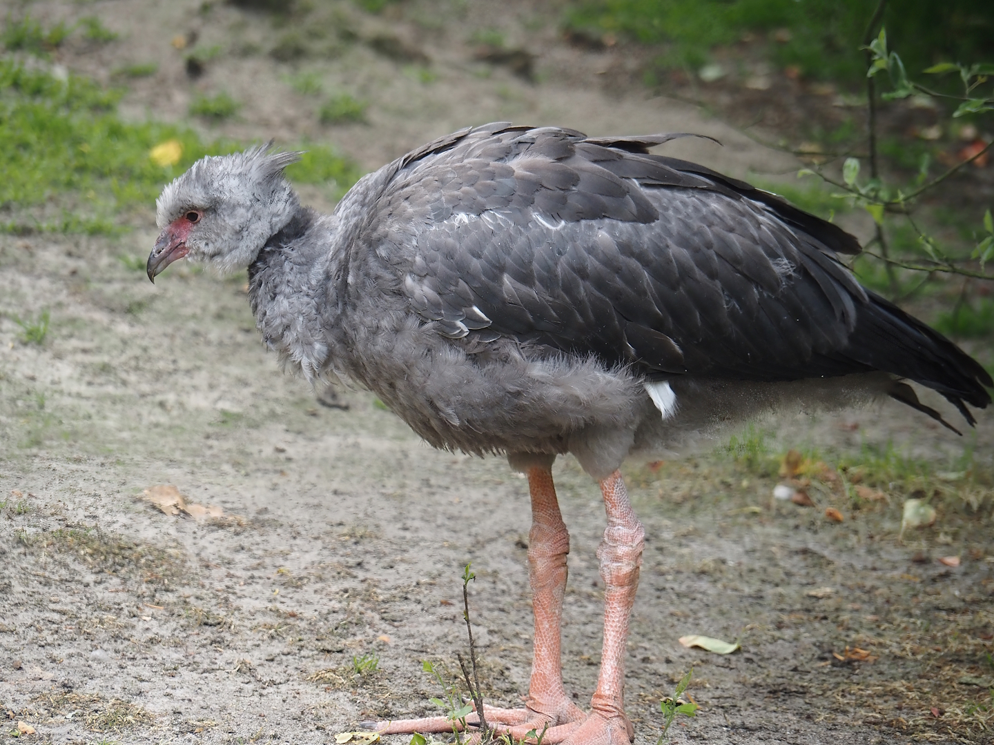 Crested screamer (Chauna torquata), 2024-05-21