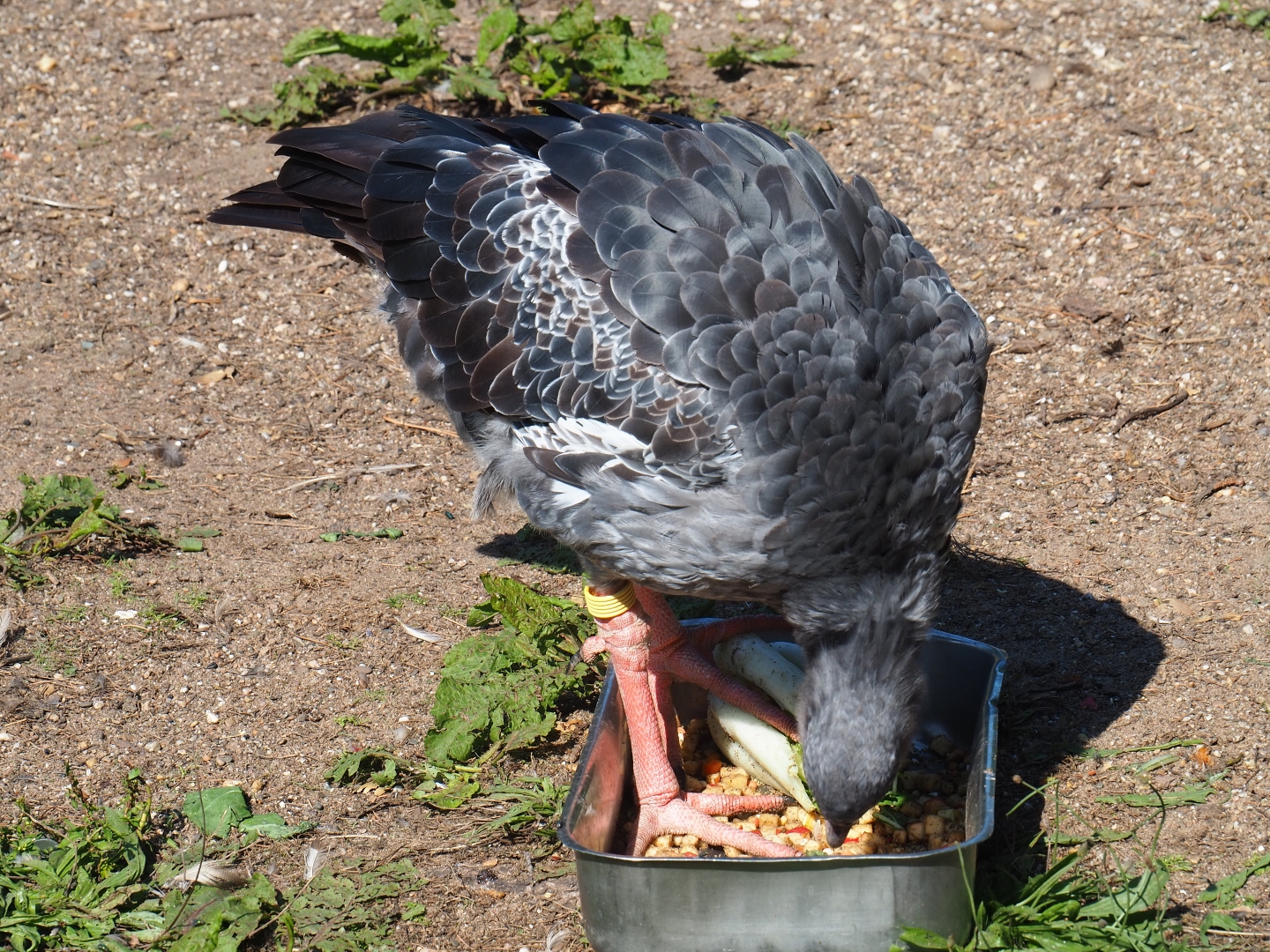 Crested screamer (Chauna torquata) feeding from tray (Sep 2nd, 2018)