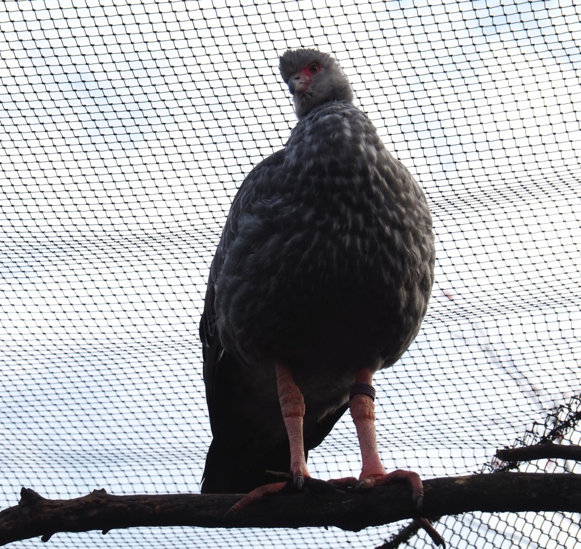 Crested screamer (Chauna torquata), Nov 10th, 2018