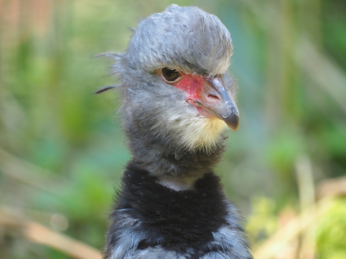 Crested screamer (Chauna torquata), Sep 2nd, 2018