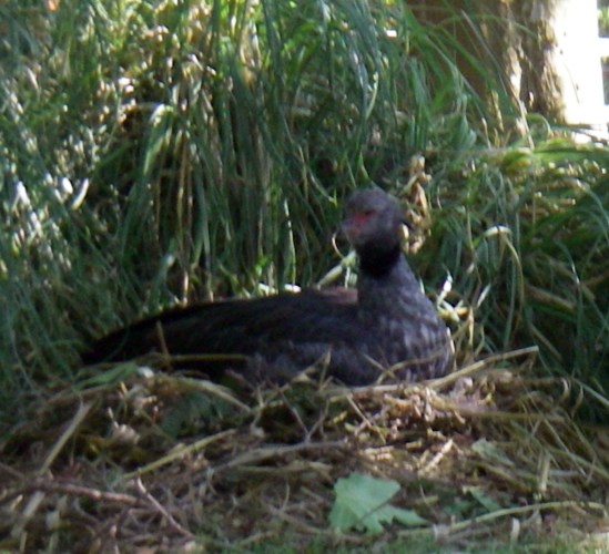 Crested Screamer (Chauna torquata)