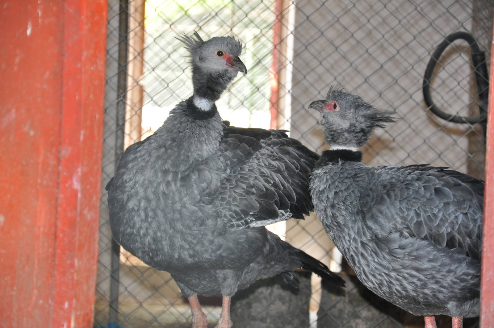 Crested screamer/ Chauna torquata