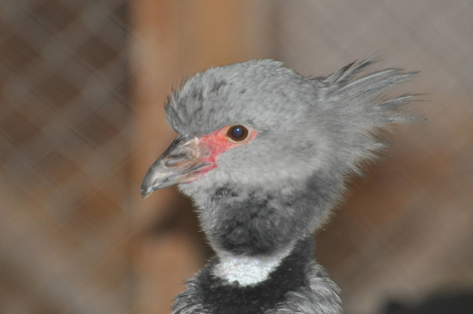 Crested screamer/ Chauna torquata