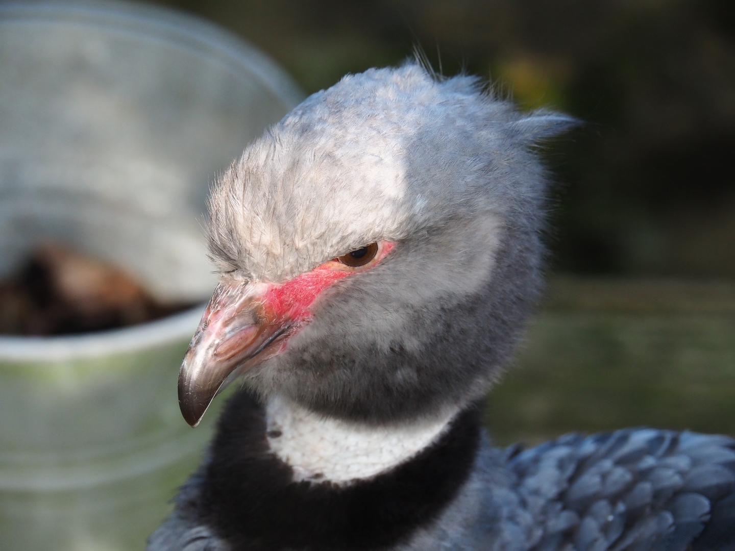 Crested screamer (Chauna torquata)