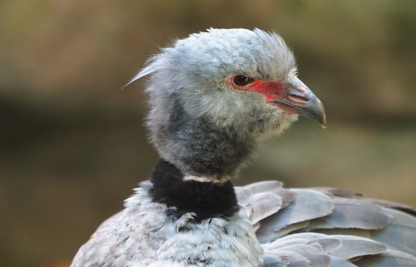 Crested screamer (Chauna torquata)