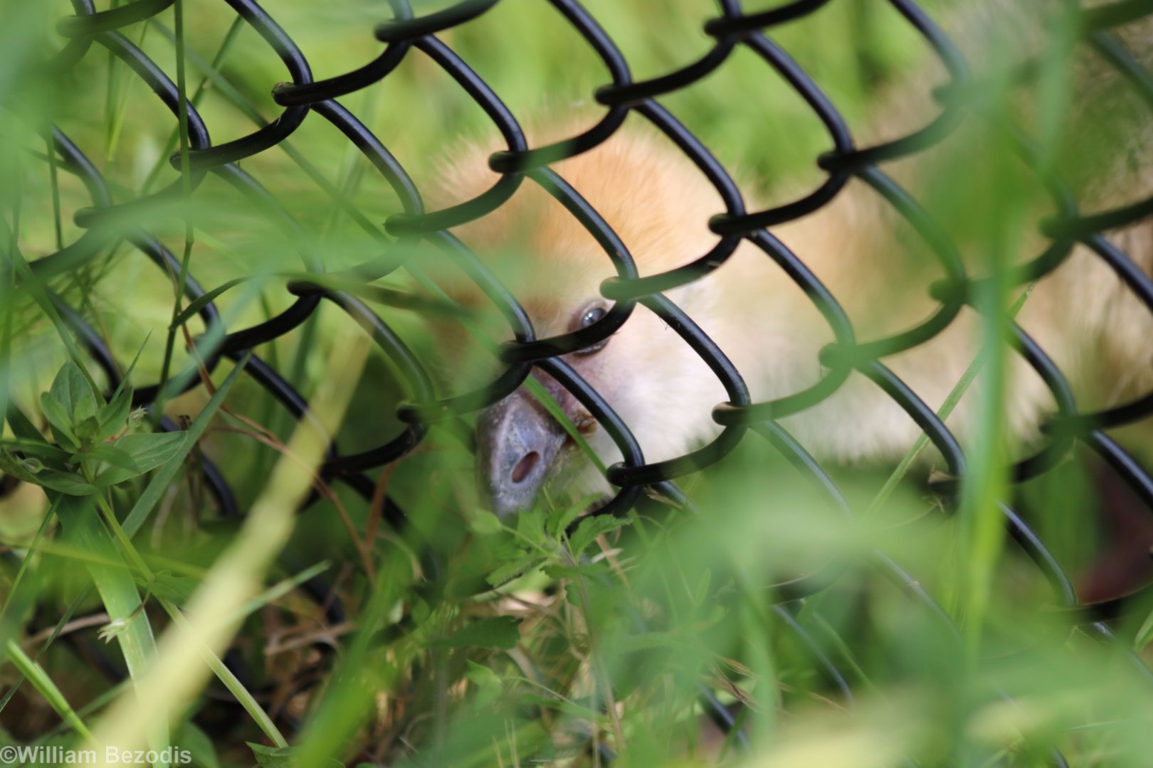 Crested Screamer Chick Eating Through the Fence