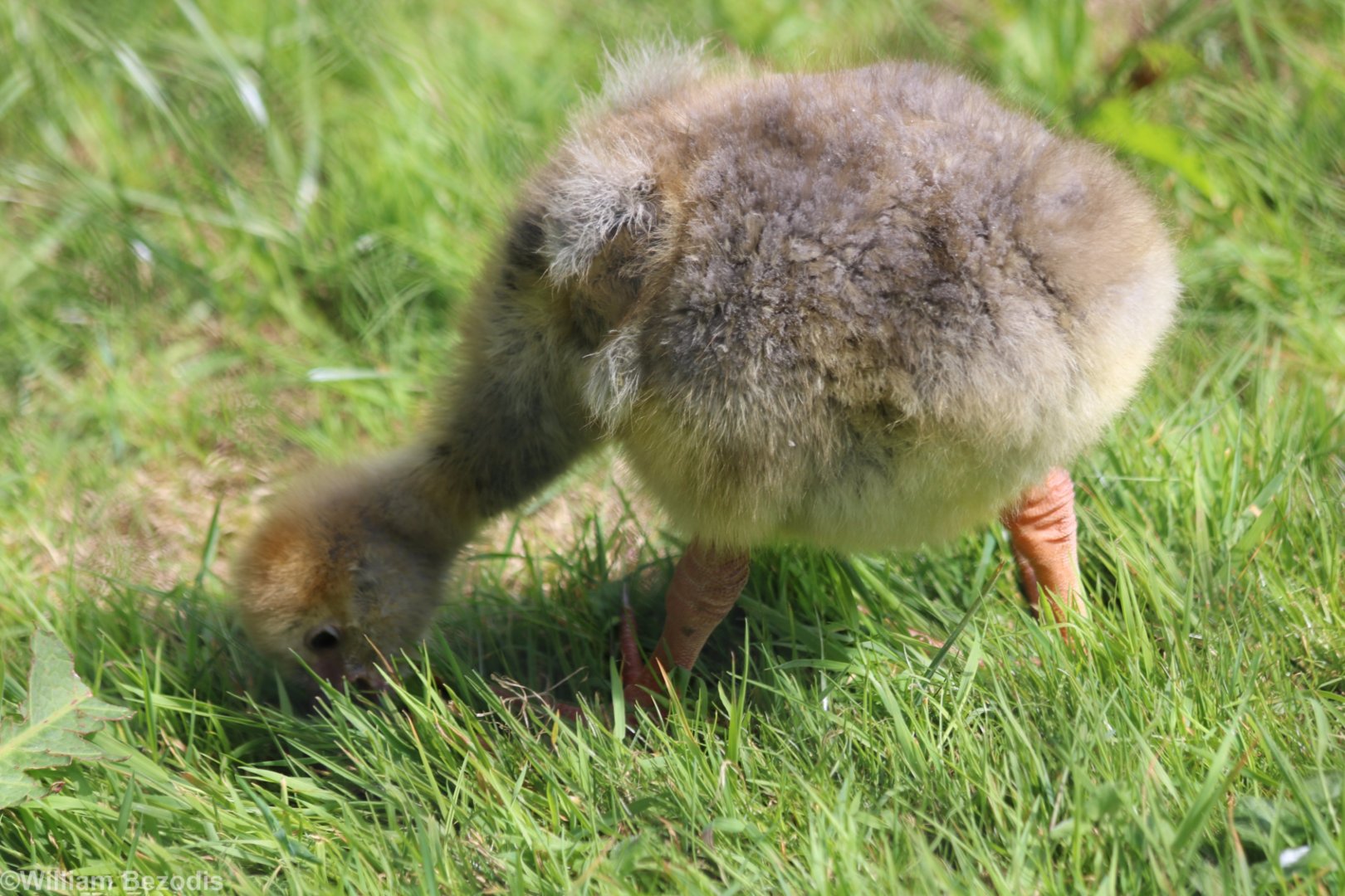 Crested Screamer Chick