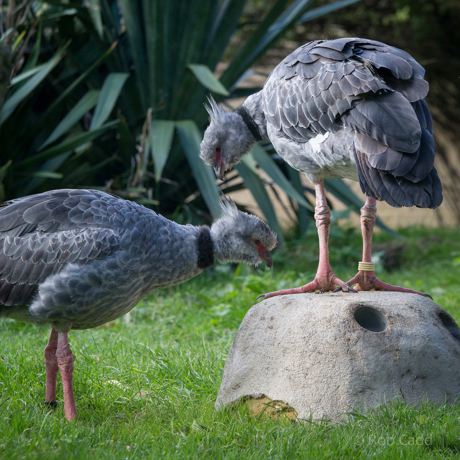Crested screamer : Cotswold WP : 25 Oct 2014