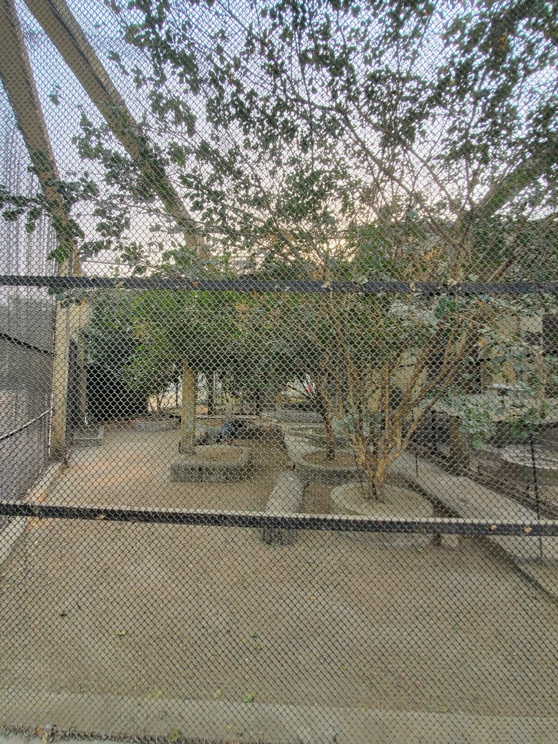 Crested Screamer Exhibit - January 2023