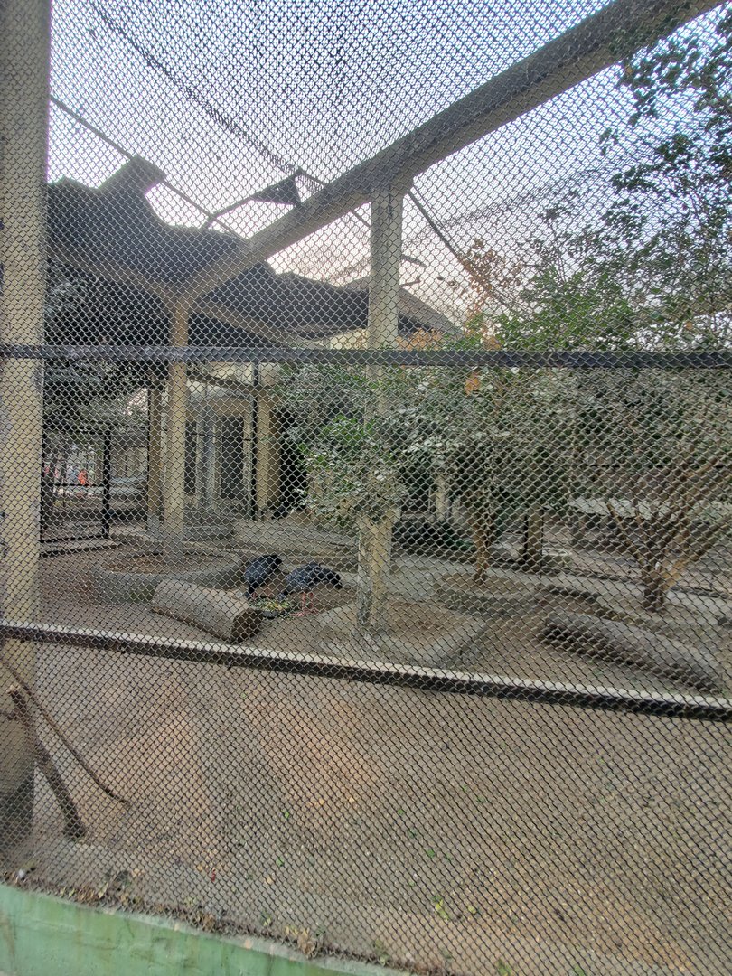 Crested Screamer Exhibit - January 2023