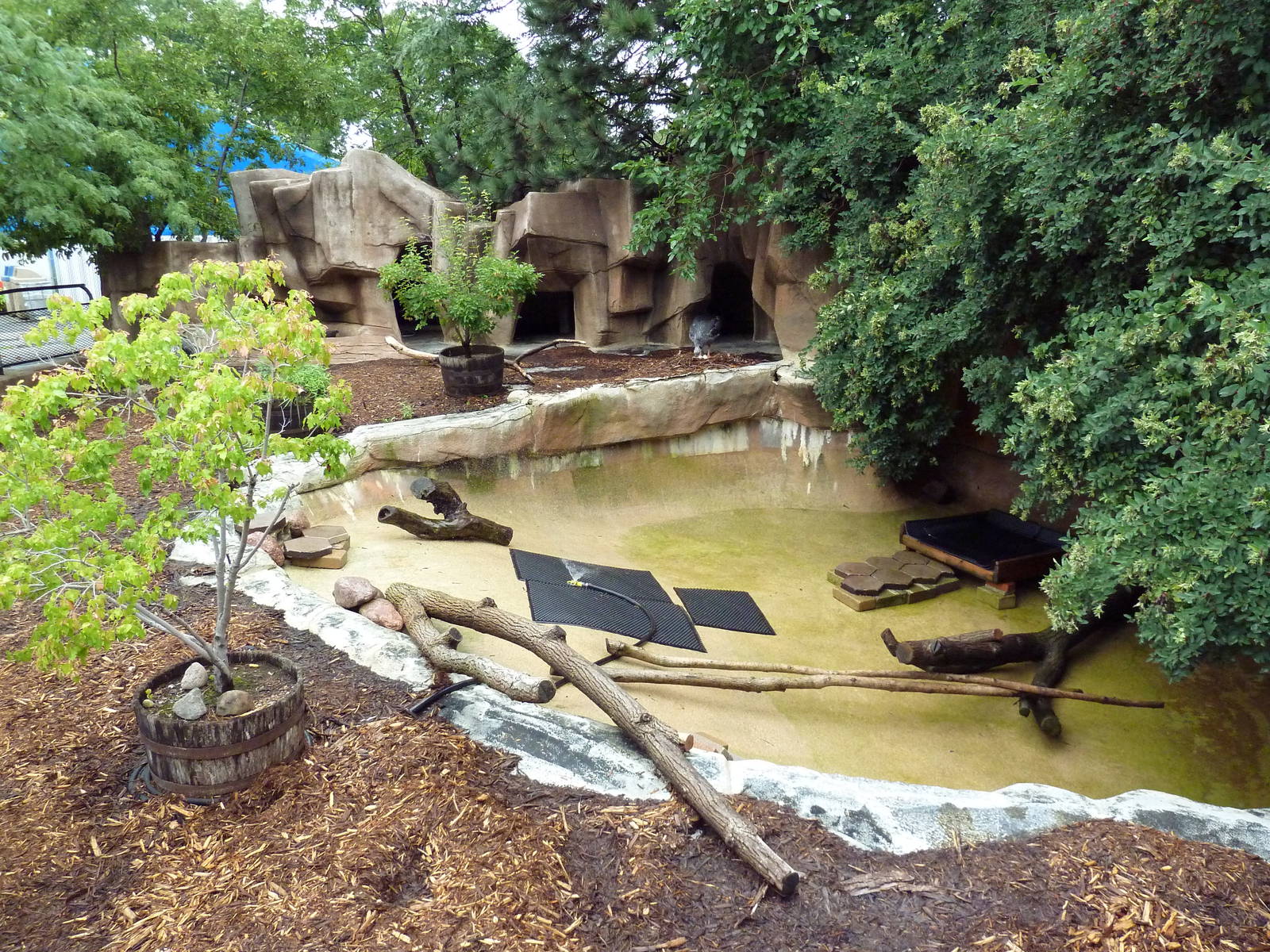 Crested Screamer Exhibit