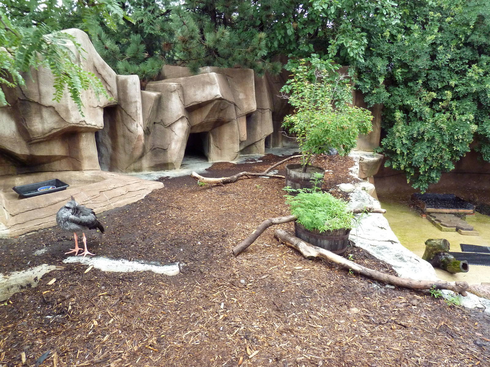Crested Screamer Exhibit