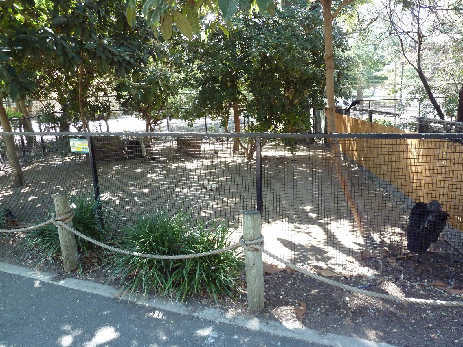 Crested Screamer Exhibit