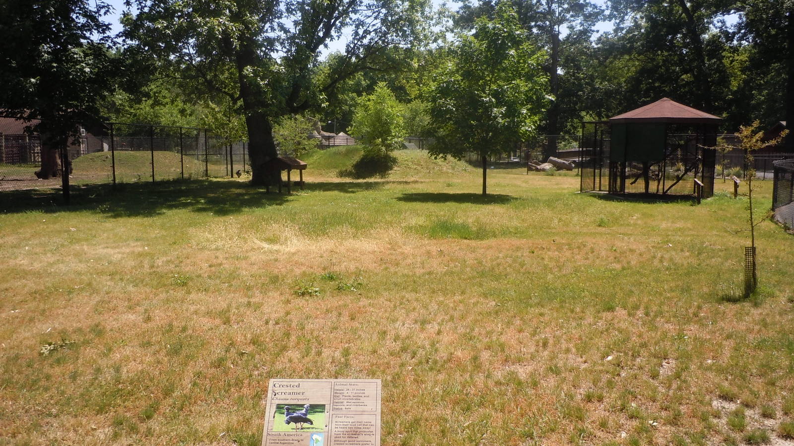 crested screamer exhibit