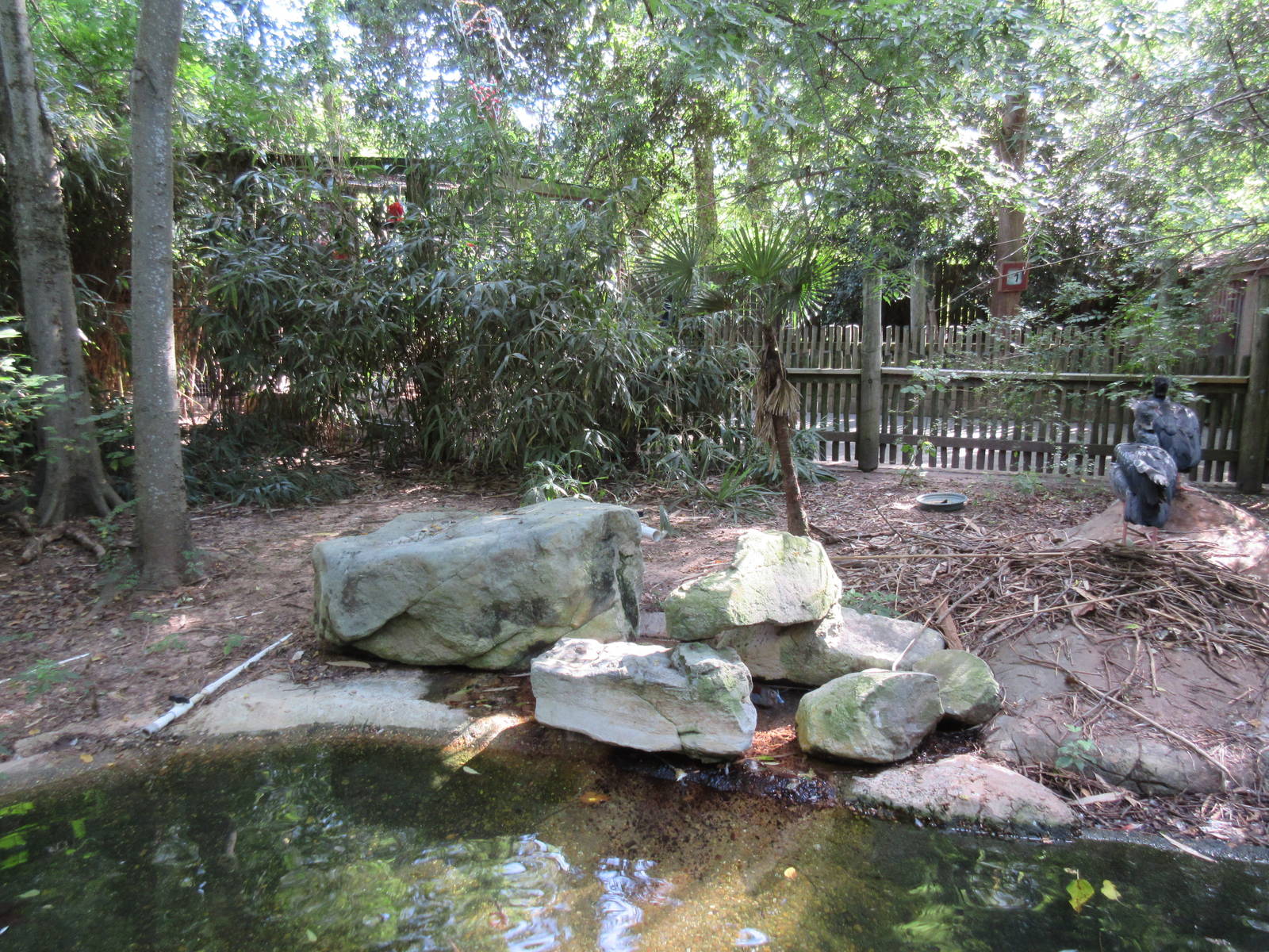 Crested Screamer Exhibit