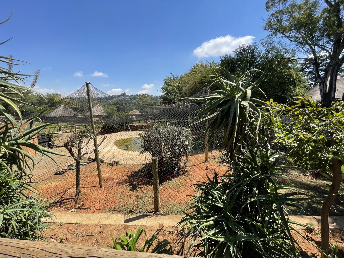 Crested Screamer Exhibit
