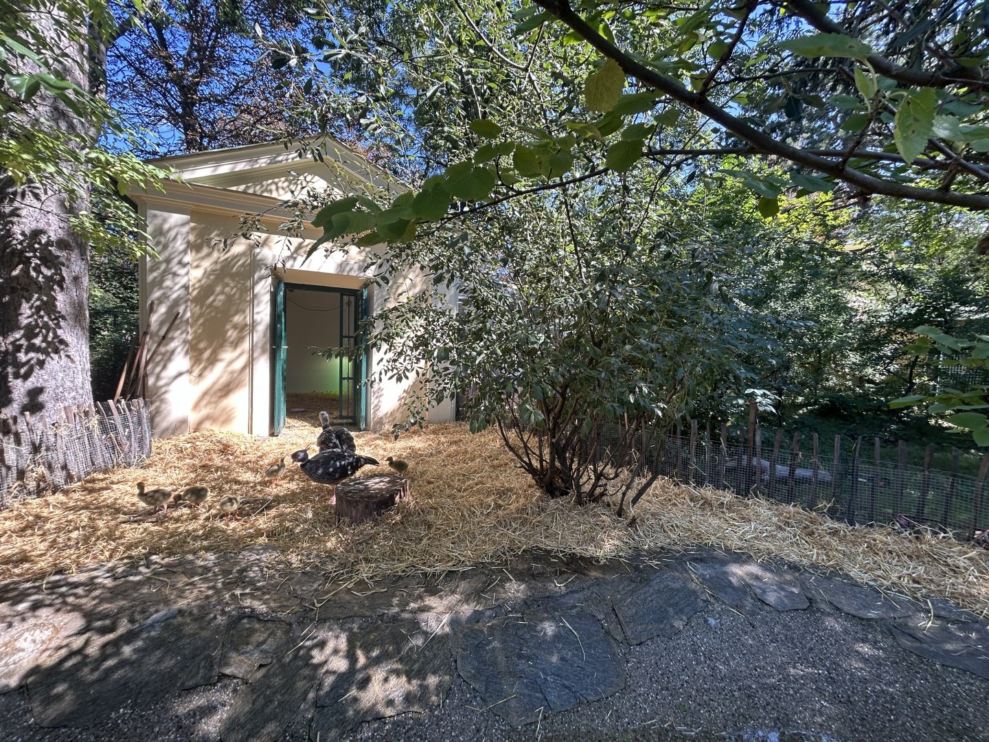 Crested Screamer Exhibit
