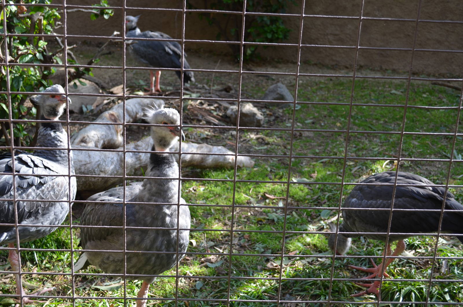 Crested Screamer Family